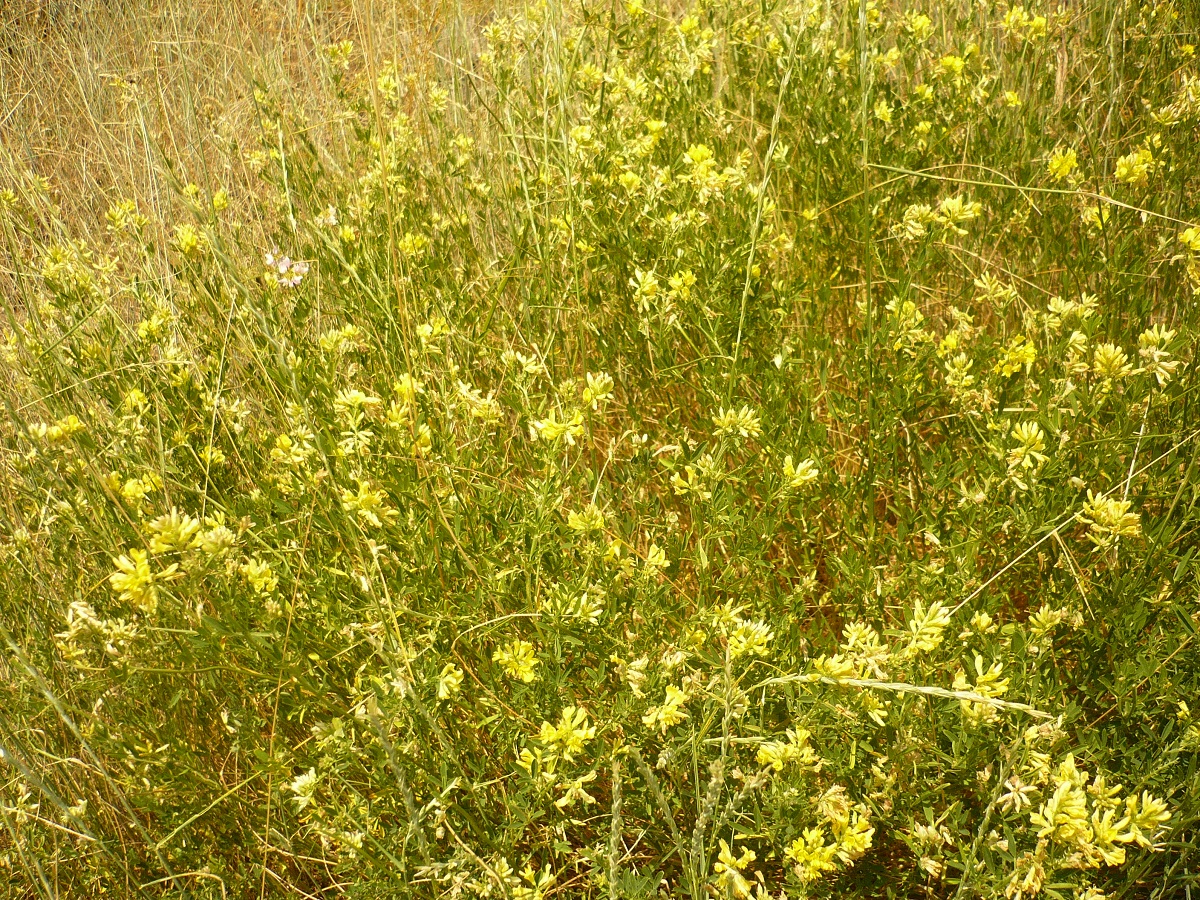 Medicago sativa subsp. falcata (Fabaceae)